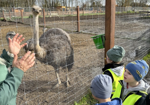 Dzieci oglądają zwierzęta w mini zoo - struś