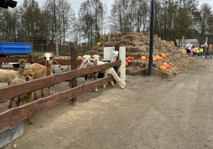 Dzieci oglądają zwierzęta w mini zoo - alpaki czekają na karmienie