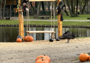 Huśtawka nad stawem udekorowana pomarańczowymi dyniami