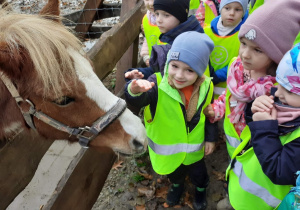 Dzieci karmią kucyki marchewkami