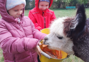 Dziewczynka karmi alpakę przysmakami z wiaderka