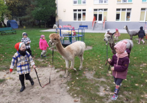 Dzieci idą spacerują z alpakami