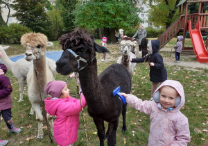 Dzieci czeszą alpakę szczotkami