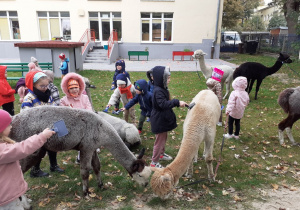 Dzieci czeszą alpaki