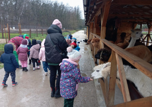 Dzieci karmią alpaki marchewkami