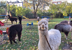 Alpaki w ogrodzie przedszkolnym