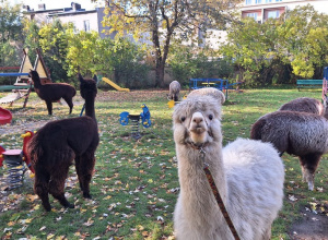 Alpaki w ogrodzie przedszkolnym