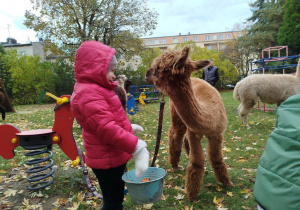 Dziecko karmi aplakę marchewkami z wiaderka