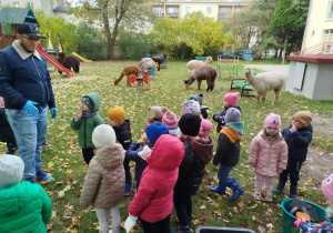 Pan opowiada dzieciom o opiece nad alpakami, dzieci stoja i słuchają