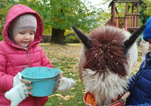 Dzieci karmią aplakę marchewkami z wiaderka
