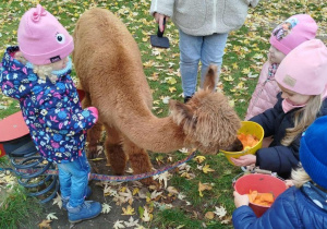 Dzieci karmią aplakę marchewkami z wiaderka