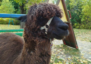 Alpaka w kolorze czekoladu