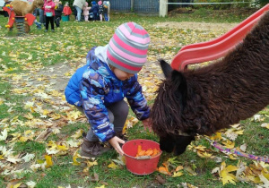 Dziecko karmi aplakę marchewkami z wiaderka