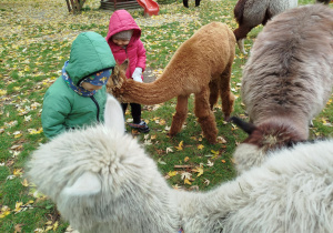 Dzieci i alpaki w ogrodzie