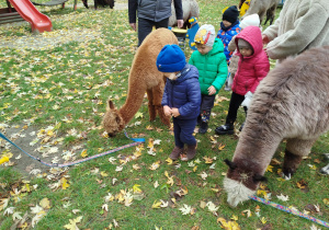 Dzieci przyglądają się jak alpaki jedzą trawę