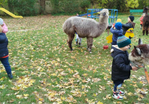 Dzieci karmia alpaki marchewkami