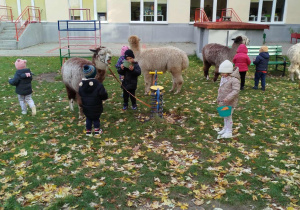 Dzieci i alpaki w ogrodzie