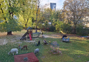 Alpaki w ogrodzie przedszkolnym wraz ze swoim opiekunem