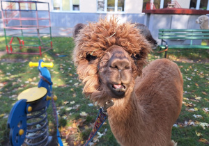 Tofik - najmłodsza alpaka w naszym ogrodzie