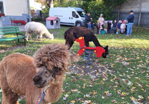 Alpaki, a w tle dzieci, które słuchaja o opiece i hodowli alpak