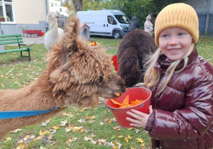 Dziecko karmi aplakę marchewkami z wiaderka