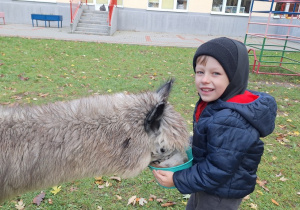 Dziecko karmi aplakę marchewkami z wiaderka