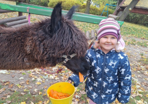 Dziecko karmi aplakę marchewkami z wiaderka