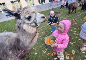 Dziecko karmi aplakę marchewkami z wiaderka