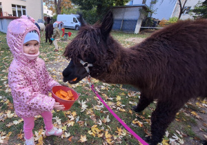 Dziecko karmi aplakę marchewkami z wiaderka