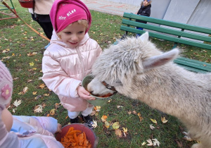 Dziecko karmi aplakę marchewkami z wiaderka