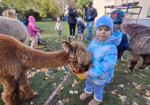 Dziecko karmi aplakę marchewkami z wiaderka