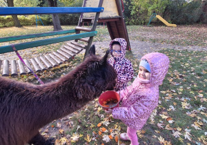Dziecko karmi aplakę marchewkami z wiaderka