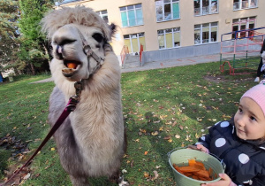 Alpaka je marchewką