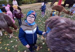 Chłopiec czesze alpaki futerko