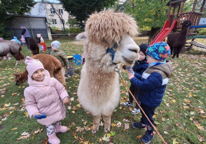 Dzieci czeszą alpaki