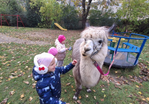 Dzieci czeszą alpaki