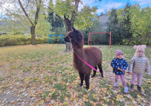 Dzieci spacerują z alpakami po ogrodzie