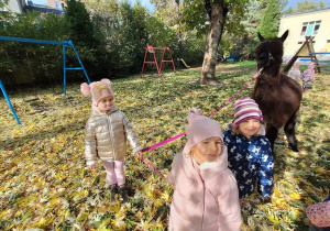 Dzieci spacerują z alpakami po ogrodzie