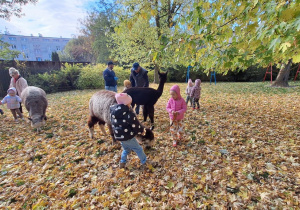 Dzieci spacerują z alpakami po ogrodzie