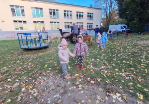Dzieci i alpaki w ogrodzie
