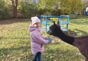 Dziewczynka karmi alpakę marchewkami z wiaderka
