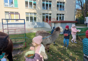 Dzieci karmią alpaki marchewkami z wiaderka