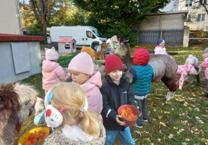 Dzieci karmią alpaki marchewkami z wiaderka