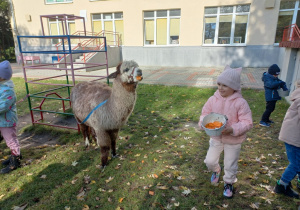 Dzieci karmią alpaki marchewkami z wiaderka