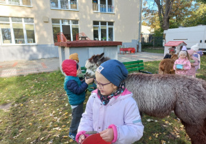Dzieci karmią alpaki marchewkami z wiaderka