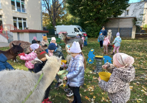 Dzieci karmią alpaki marchewkami z wiaderka