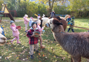 Dzieci karmią alpaki marchewkami z wiaderka