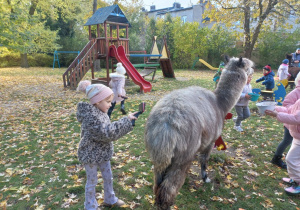 Dzieci czeszą i karmią alpaki marchewkami z wiaderka