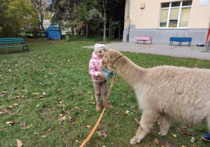Dziewczynka karmi alpakę marchewkami z wiaderka