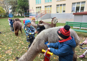 Dzieci czeszą alpaki